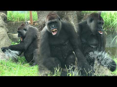 Dramatic Battle for the Pool Part 1 Tayari took over the po…