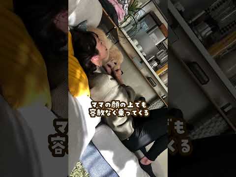 数ヶ月後…聞いてない… ゴールデンレトリバー 大型犬のいる生活 puppy サムネイル