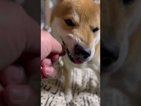 柴犬とん君、ターキーアキレスを食す　#柴犬　#柴犬とん サムネイル