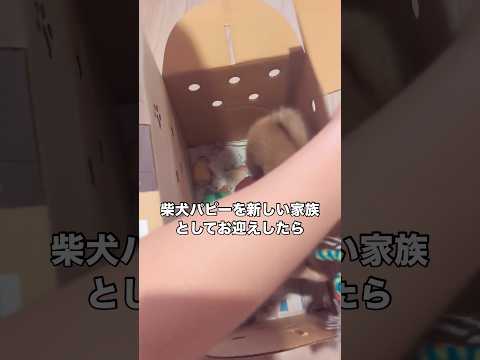 初めてのお家にビクビクしながら我が家の仲間入りをした柴犬パピー 柴犬 パピー 子犬 shorts サムネイル