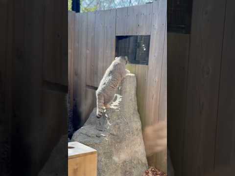 shorts オリちゃんが覗いてましたが、オトちゃんお部屋に帰れました☺️  マヌルネコ　埼玉県こども動物自然公園にて… サムネイル