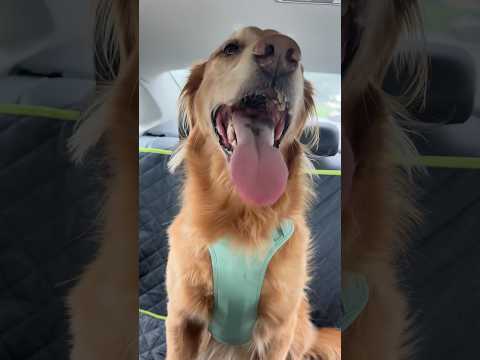 dog-tor coby to rescue🛟goldenpup puppy goldenpupppy dogbree… サムネイル