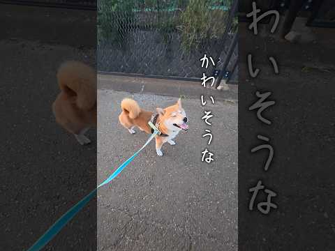 聴いてください「ミートグッバイ」