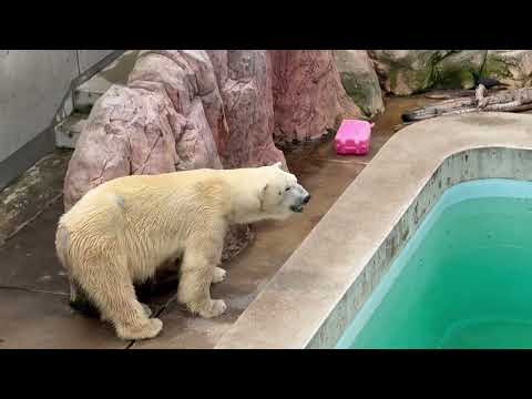 カラスが食べ残しを頂き中だが、細かいコトは気にしない豪太くん🤭　  ホッキョクグマ　男鹿水族館GAOにて　2026年5… サムネイル