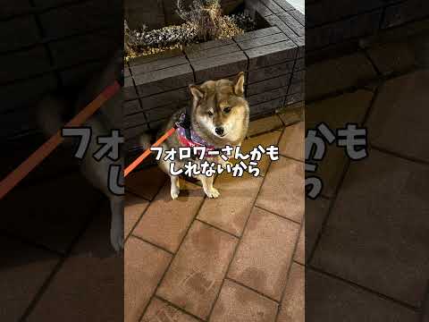 ファンサしっかりする🐕柴犬です😌 サムネイル