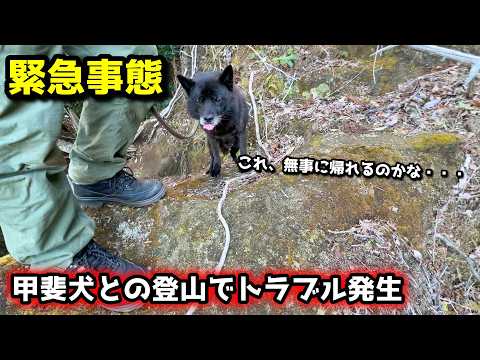 まさかの事態に絶句・・・甲斐犬と山登りしてたら野生動物の巣に迷い込んだ【甲斐犬と登山：高宕山編　第３話】 サムネイル