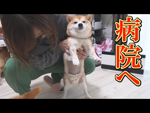 突然、お腹の調子が悪くなった柴犬・・・意外な原因が判明しました・・・ サムネイル