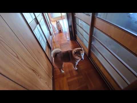 おやつのお迎えにくる末っ子ちゃんと指示役 サムネイル