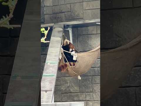 shorts ハンモックがモコモコ🤭ランマルくん　レッサーパンダ　浜松市動物園にて　2026年4月5日