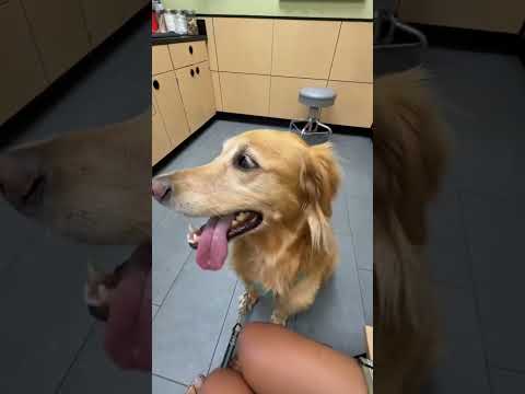coming home to my golden retriever🥵goldenretreivers dog pup… サムネイル