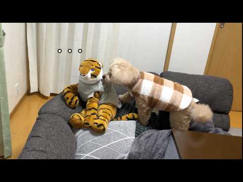 お散歩から帰ったらお気に入りの場所を宿敵のトラさんに占領されていたw【大きいトイプードル】【デカプー】【toy poo… サムネイル