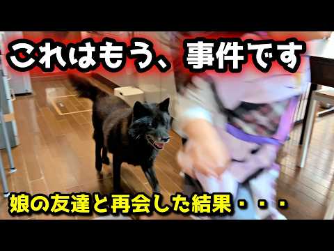 甲斐犬が娘の友達と再会した結果、興奮しすぎてえらいことに… サムネイル
