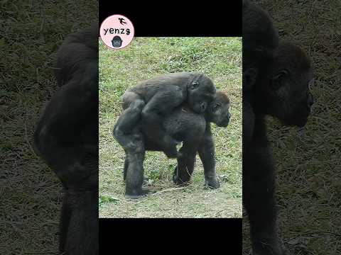 Gorilla Ringo enjoy piggyback ride gorillatag taipeizoo 金剛猩… サムネイル