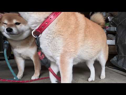 全裸のみんなーお外行くから首輪着けてー！