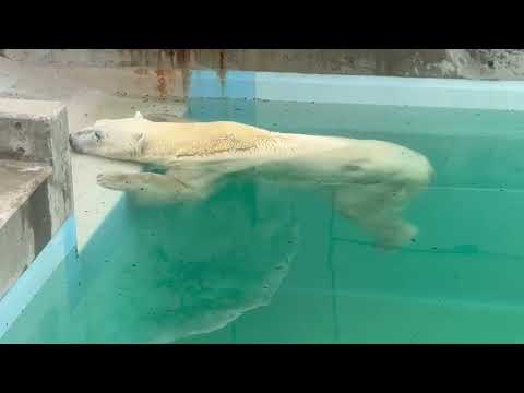 豪太くんプカプカ☺️   ホッキョクグマ　男鹿水族館GAOにて　2026年5月22日 サムネイル