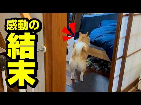 こっそり覗いたら…新社会人初日から下手こいた兄を想い柴犬ちくわがまかさの行動に サムネイル