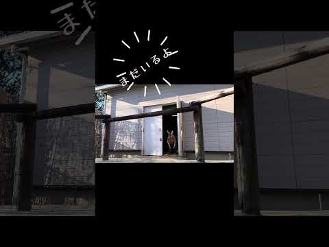 カンガルーの出勤東武動物公園動物カンガルー癒し サムネイル