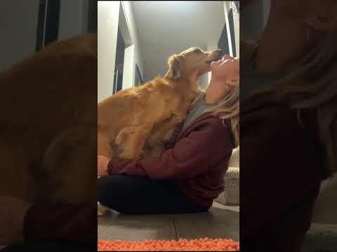coming home to my golden retriever ♥️ goldendog dog puppy g… サムネイル