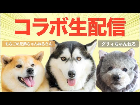 🔴【生配信】もちごめ兄弟ちゃんねるさん×グリィちゃんねるコラボ生配信！詳細は概要欄へ！ サムネイル