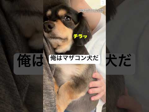 『ママは俺のもの』だと思っている犬　チワックス 犬　マザコン 犬のいる暮らし shots サムネイル
