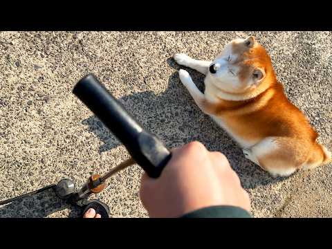 自転車修理の監督を任されるも、空気が入るたびにびっくりして目がしょぼしょぼなる柴犬 サムネイル