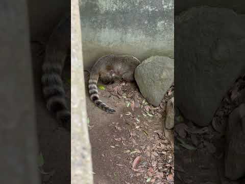 shorts アカハナグマのピーチちゃん　千葉市動物公園　2026年4月20日