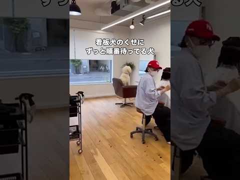 自分の順番来るのをいつまでも待ってる看板犬 ゴールデンドゥードル ドゥードル 看板犬 shorts サムネイル