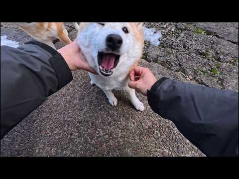 ガブっと反撃したいのに左右からの激しいラッシュでお口が開いたままになっちゃうモモさん サムネイル