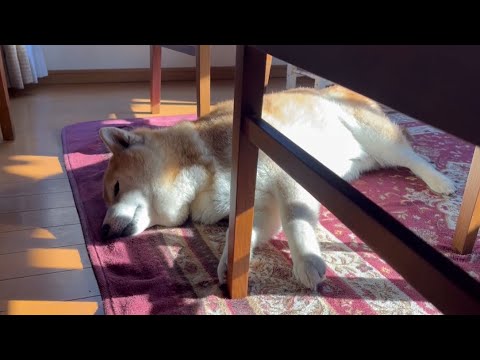 柴犬福 留守番後の柴犬🤣Shiba-Sleep🤣 サムネイル
