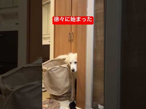 本性を表したグレートピレニーズの子犬shorts ゴールデンレトリバー ゴールデンレトリバー 犬豆きち サムネイル