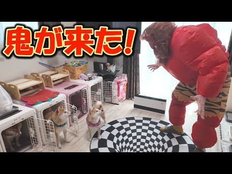見た目は恐いけど、超優しい鬼が侵入して来たら、柴犬達はどうする？ サムネイル