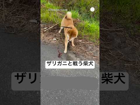 ザリガニと戦う柴犬が面白い😂　柴犬　犬　犬のいる暮らし 面白い　面白い犬 サムネイル