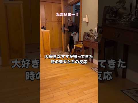 大好きなママが帰ってきたことが嬉しすぎて思い思いに言葉を伝えていたら柴ズの大合唱が開催されました 柴犬 柴犬のいる暮ら… サムネイル