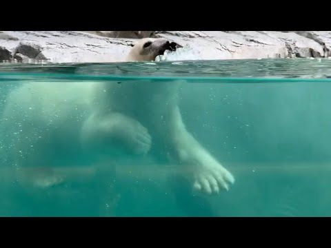 朝❣️モモ太くん　ザブン❣️と飛び込んで　泳ぐ❣️ ホッキョクグマ　大森山動物園