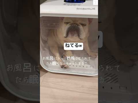 乾燥中に寝てる犬😂　#フレンチブルドッグ #フレブル　#犬　#面白い　#かわいい犬 サムネイル