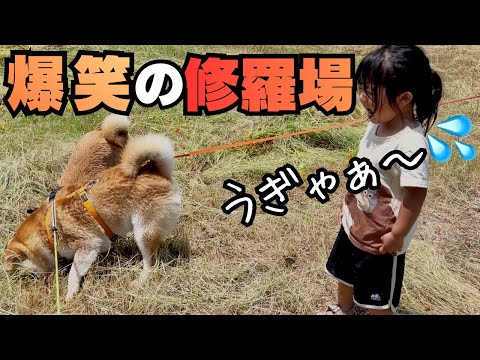 【不運続きで限界】3歳娘が柴犬兄妹に本気ブチギレ！爆笑の修羅場 サムネイル
