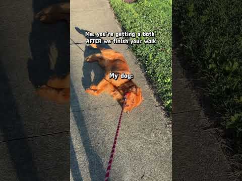 My Dog: 1 Me: 0 🤣 サムネイル