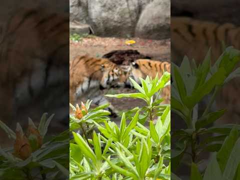 shorts 誘っててもローラさんが泳がず上がるソーンさん　アムールトラ　浜松市動物園にて　2026年4月5日 サムネイル