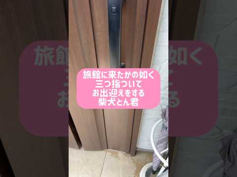 柴犬とん君のお出迎えシリーズ〜三つ指編〜　柴犬　柴犬とん