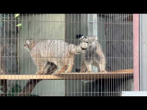 静かに2頭で居ると思った瞬間ちょっかい出したのダレ😅？　マヌルネコのこども　東山動植物園にて　2025年12月15日 サムネイル