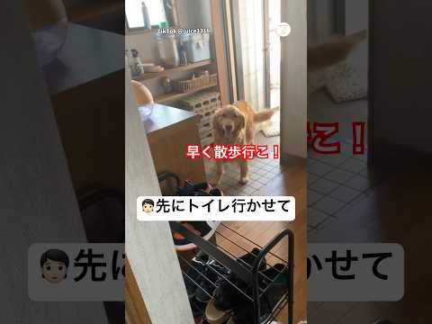 飼い主のトイレダメ‼️散歩に行きたすぎるゴールデン　　　ゴールデンレトリバー 大型犬　犬　面白い　犬のいる暮らし かわ… サムネイル