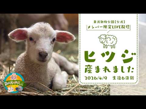 東武動物公園　公式YouTubeチャンネル【メンバー限定】4/3産まれヒツジの赤ちゃん体重測定 サムネイル