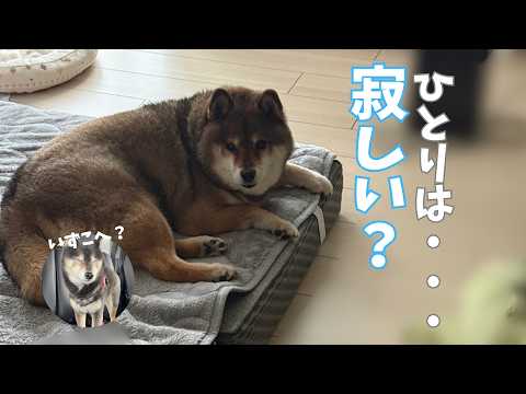同居犬が不在？その時胡麻柴は・・・ サムネイル