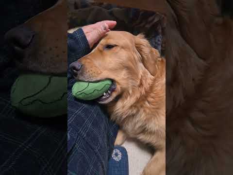 生後4か月の中猫に優しく相手する2歳のゴールデンレトリバー goldenretriever cat kitten 犬と… サムネイル