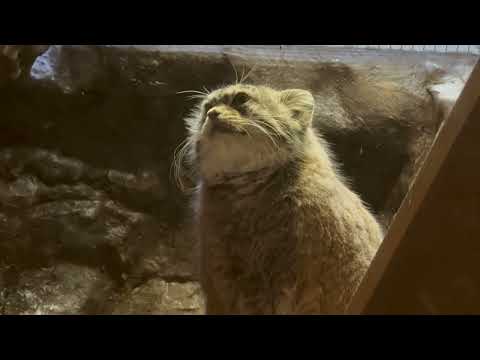 プリームラちゃん 活動開始！　マヌルネコ　上野動物園にて　2025年12月5日 サムネイル