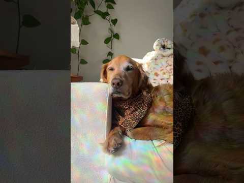 4K Transparent Try-On Haul In this stylish 2025 lookbook we… サムネイル