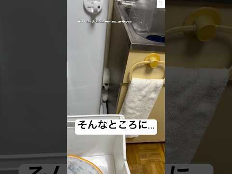 目を疑った…そんな所にいる犬😂　#ペキニーズ　#犬　#犬のいる暮らし #かわいい #面白い サムネイル