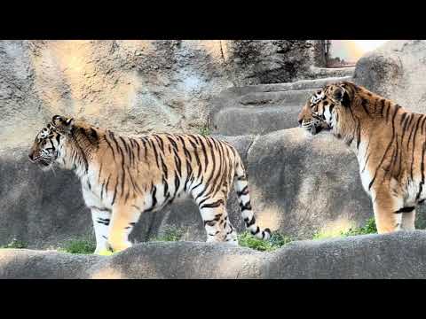 ローラさんが再三帰宅を促します❣　ソーンくん帰宅拒否　アムールトラ夫婦　浜松市動物園　2026年3月15日 サムネイル
