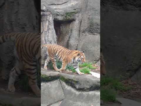 shorts 走るサーシャ❣️ アムールトラ🐯　浜松市動物園 サムネイル