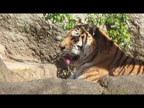 今日はサーシャの日　アムールトラ　浜松市動物園にて　2026年2月14日 サムネイル